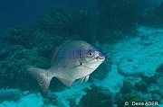Kyphosus sectatrix saupe petite gueule-Bonaire Nearest point-16m-20180221-Denis-ADER-DSC_7302_tn